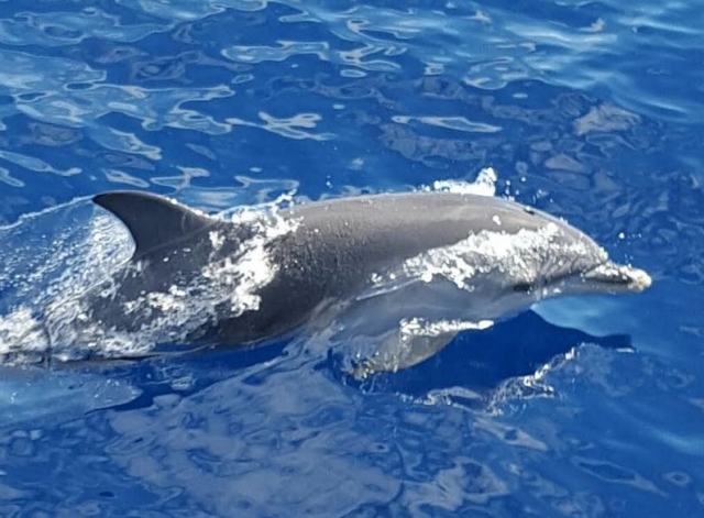 Delfin pasando junto al barco